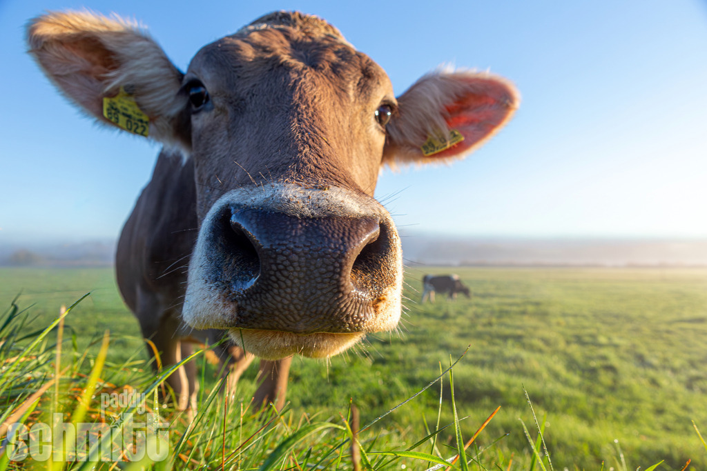 PS-Tiere-2026-14 | Entdecke die größte Bildgalerie der Region mit Fotografien aus dem Allgäu, der Bodenseeregion, Oberschwaben, dem Donautal und der Schwäbischen Alb. Landschaften, Luftaufnahmen und Reisefotografie als Wandbild und Fotokunst. - Realisiert mit Pictrs.com