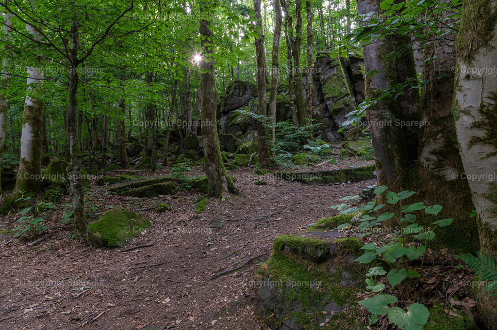 LOC_Trail_Forest9 | sparepix - Realisiert mit Pictrs.com