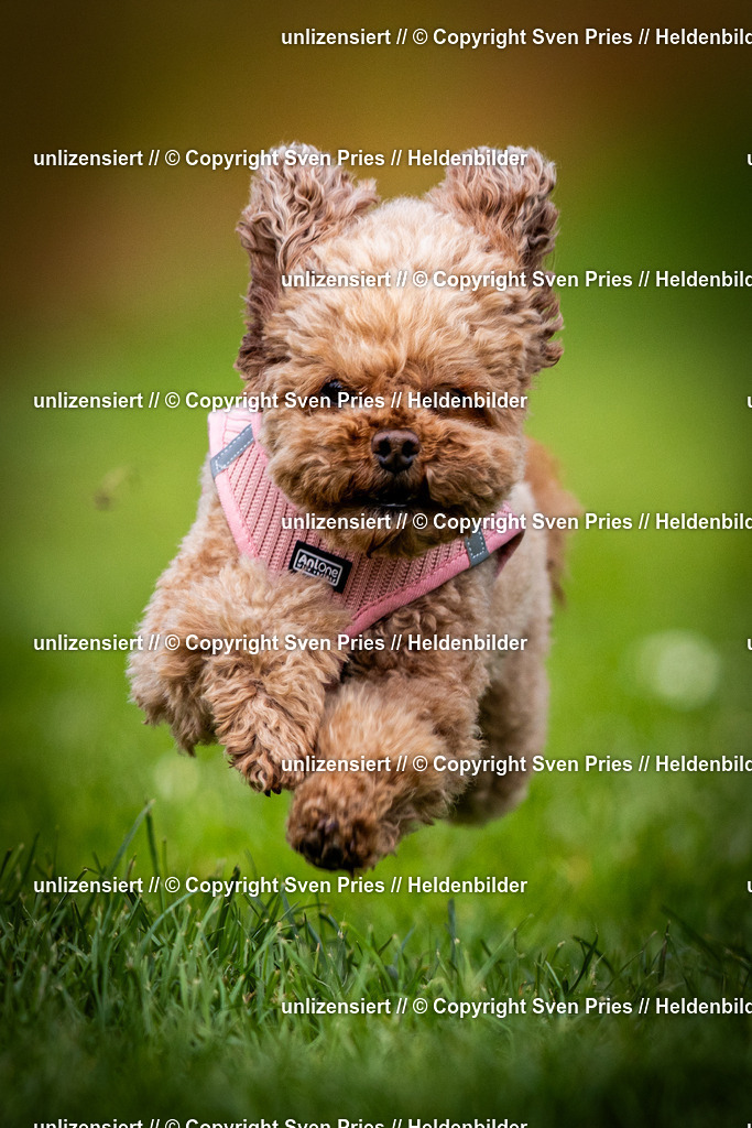 Sven Pries | 2025-04-13 - Hunderennen Baden-Baden - Realisiert mit Pictrs.com