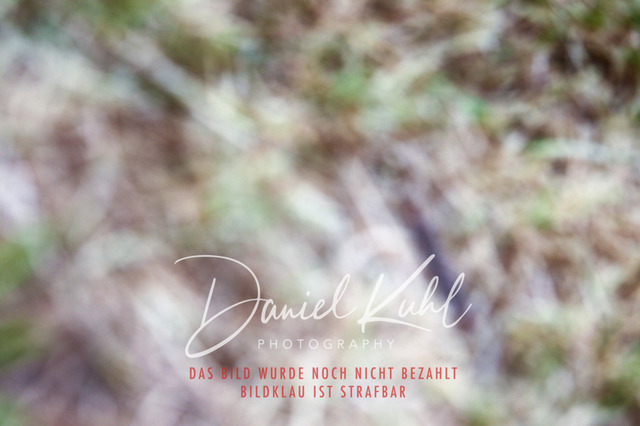 DKP46744 | Turniersportfotografie; Pferdefotografie; Dressurfotografie