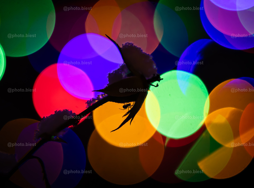 Spiders Christmas | Eine kleine Spinne mit einem Bubblebokeh, erzeugt durch eine Lichterkette. - Realisiert mit Pictrs.com