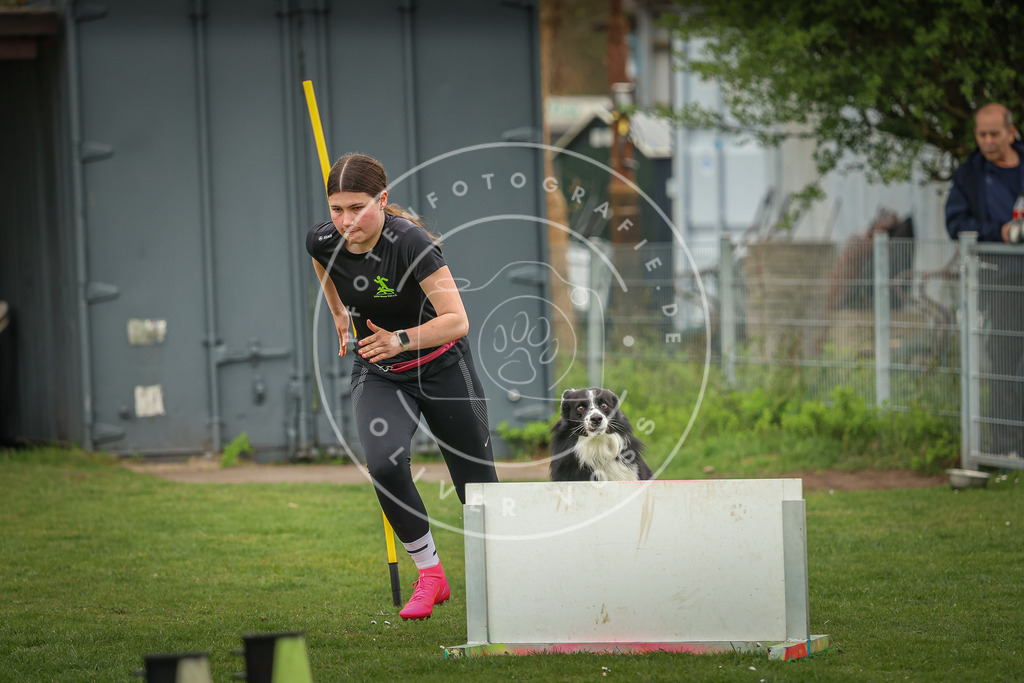 Pfotenfotografie_0L8A0804 | Hundefotografie, Tierfotograf, Pfotenfotografie, Fotoshooting Hund, Hunde Portrait, Hundesport, Hundeportraits, Heideshooting, Hunde, Sportfotograf, Hundefotograf, Turnierhundsport, THS,  - Realisiert mit Pictrs.com