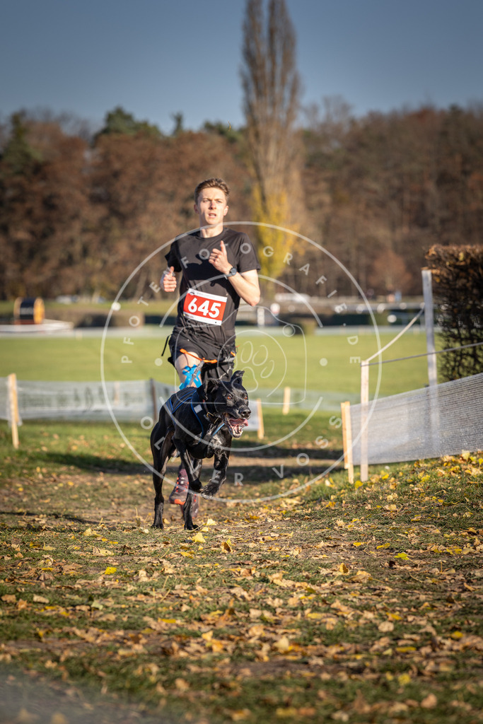 CaniXpix_DV3A0382 | Hundefotografie, Tierfotograf, Pfotenfotografie, Fotoshooting Hund, Hunde Portrait, Hundesport, Hundeportraits, Heideshooting, Hunde, Sportfotograf, Hundefotograf, Turnierhundsport, THS,  - Realisiert mit Pictrs.com