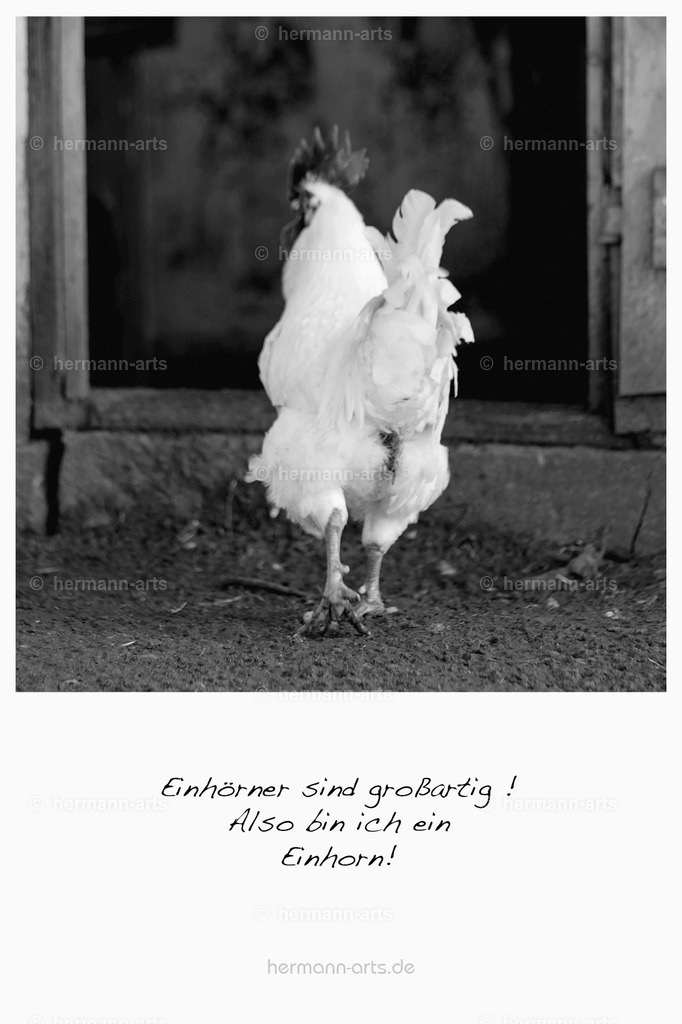 PK_Zitate_10x15_BW-085 | Photo Foto Kunst Art schwarzweiss Bilder Rheine Münster Berlin Blumen 