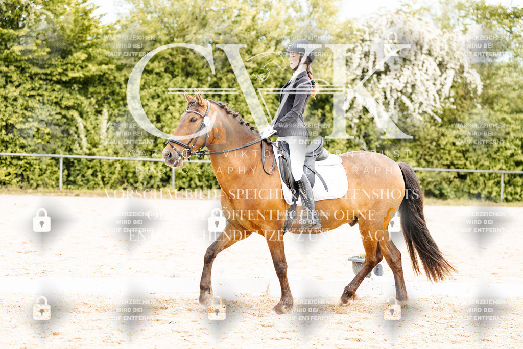 CK904780 | Turnierfotografie Pferdefotografie Trier Rheinland-Pfalz Pferdesport Reitsport Tierfotografie Sportfotografie Pferdevideo Pferdevideografie Equestrianvideography equestrianphotography  - Realisiert mit Pictrs.com