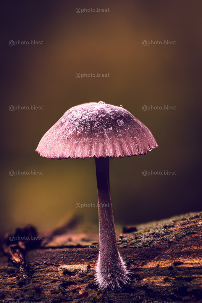 Holzpilz | Ein lila Pilz, welcher aus einem Holzstamm wächst. - Realisiert mit Pictrs.com