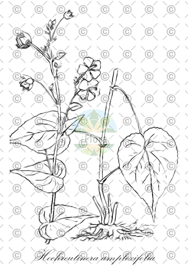 HistAbb_wfo-0000724151_1_ENZY_Simple | Historische Abbildung von Hochreutinera amplexifolia - Malvaceae | Historical Illustration of Hochreutinera amplexifolia - Malvaceae