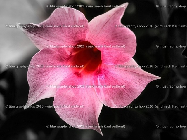 titusgraphy-P6100542_var-154 | Fotokunstarbeit aus der INSTAGRAM-Gallerie auf titusgraphy.eu - Realisiert mit Pictrs.com