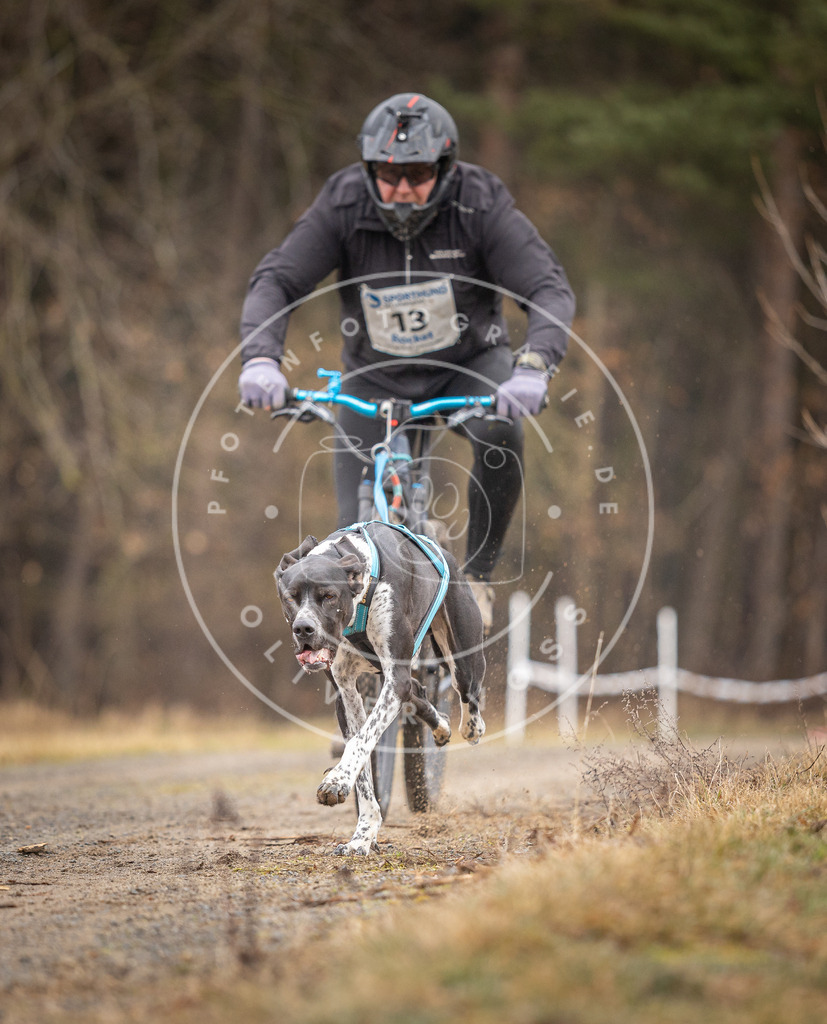 DV3A3228 | Hundefotografie, Tierfotograf, Pfotenfotografie, Fotoshooting Hund, Hunde Portrait, Hundesport, Hundeportraits, Heideshooting, Hunde, Sportfotograf, Hundefotograf, Turnierhundsport, THS,  - Realisiert mit Pictrs.com