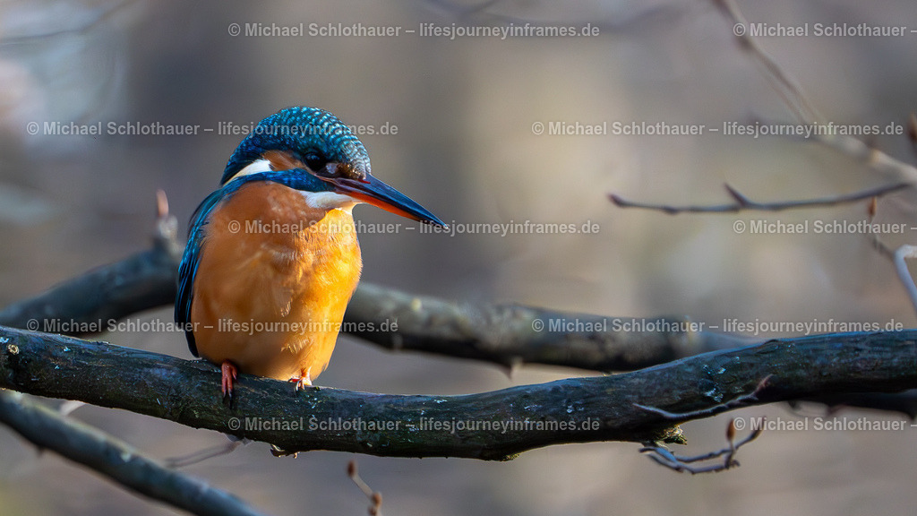 Eisvogel-4 | Wildlife- und Landschaftsfotografie als Wandbild, Poster & mehr. Einzigartige Naturmomente aus Neuseeland, Norwegen & weltweit – fotografiert von Michael Schlothauer. - Realisiert mit Pictrs.com