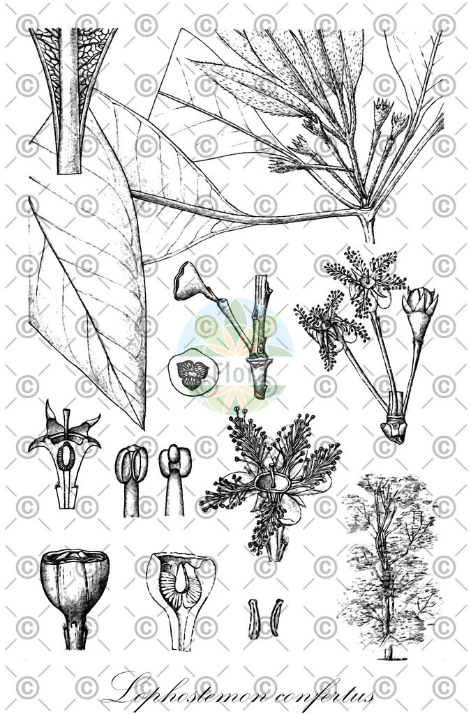 HistAbb_wfo-0000230664_2_ENZY_Simple | Historische Abbildung von Lophostemon confertus - Myrtaceae | Historical Illustration of Lophostemon confertus - Myrtaceae