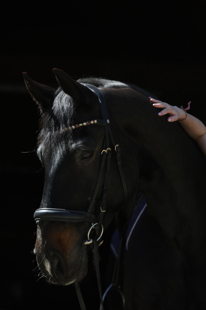 0P6A8669 | Willkommen bei Brunnmayr - Design & Fotografie – Ihrem Spezialisten für Reitturniere und Pferdeveranstaltungen in Oberösterreich, Salzburg und Bayern! Seit über 17 Jahren sind wir leidenschaftlich dabei.