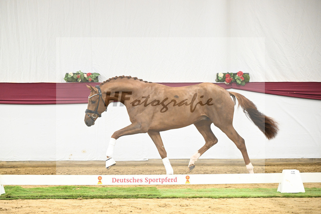 Kat-Nr. 62 Floricello x Zack_MH Pferdezucht u. -sport GmbH_47252362 | hf-fotografie - Realisiert mit Pictrs.com