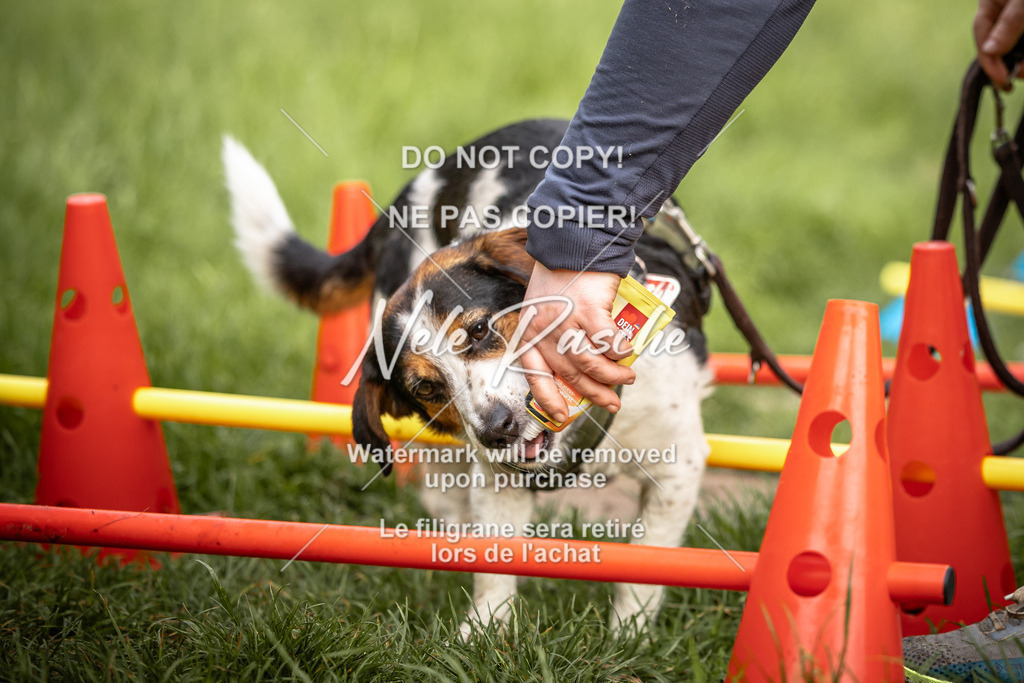 nelerasche_So-earlydog_82 | nelerasche