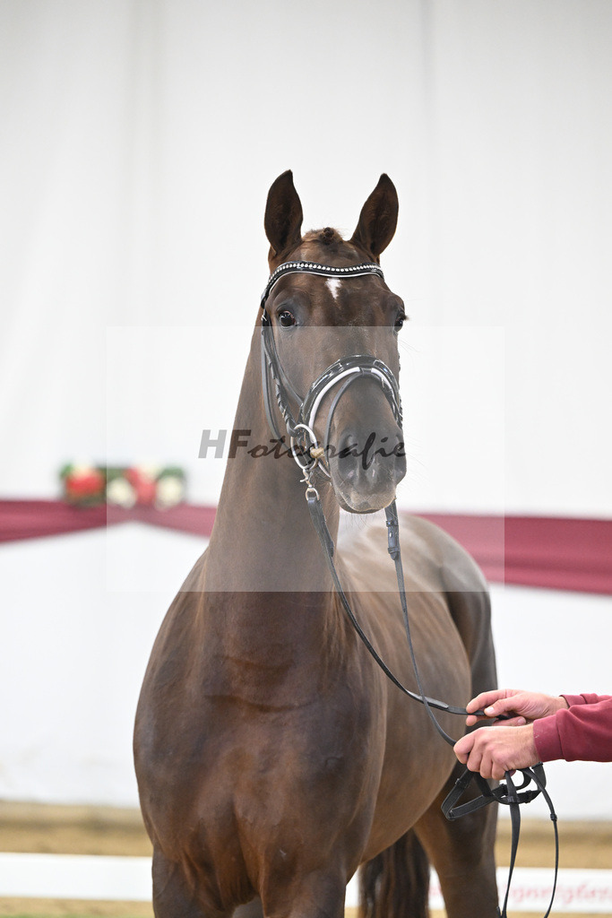 Kat-Nr. 32 Va Bene x Delatio_Simonne Spaeth_47251075 | hf-fotografie - Realisiert mit Pictrs.com