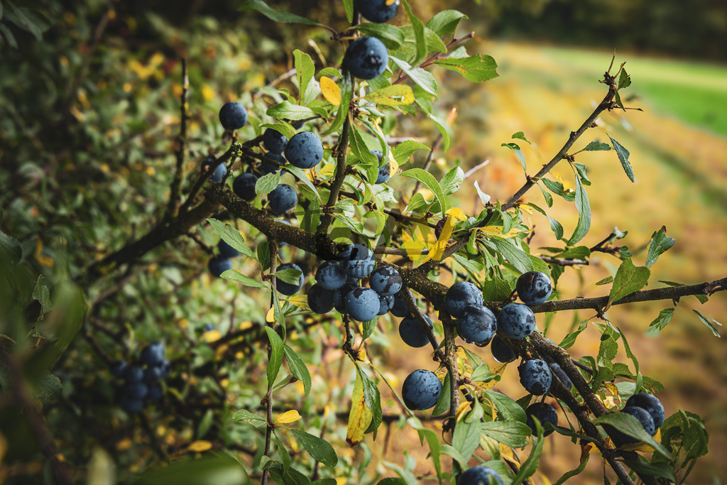 Ein Zweig mit Schlehen in herbstlicher Atmosphäre-Altmühltal | Die Pflanze im Bild ist der Schlehdorn, auch bekannt als Schlehe oder Schwarzdorn, mit seinen charakteristischen blauen Steinfrüchten. Identifizierung: Der Schlehdorn (Prunus spinosa) ist ein dorniger Strauch, dessen Rinde im zweiten Jahr nahezu schwarz ist. Standort: Er wächst bevorzugt an sonnigen Standorten wie Wald- und Wegrändern oder in Hecken.  - Realisiert mit Pictrs.com