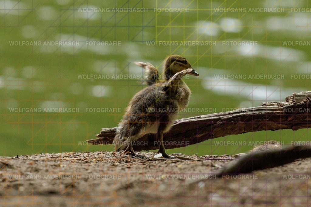 25320527 | Rund um den Jakobiweiher im Frankfurter Stadtwald entstehen ruhige Naturmomente: Enten gleiten durchs Wasser, junge Gänse entdecken ihre Umgebung. Lebendige Stadtnatur, friedlich, nah und voller Leichtigkeit. - Realisiert mit Pictrs.com