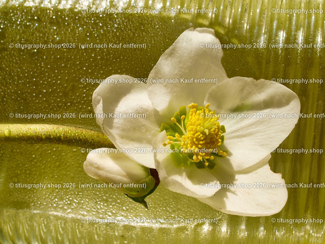 titusgraphy_P2254410-vz-ln | titusgraphy-shop: Geschenkideen mit Qualitätsfotos. titusgraphy-shop: gift ideas with quality photos. titusgraphy-shop: idées cadeaux avec photos de qualité.  - Realisiert mit Pictrs.com