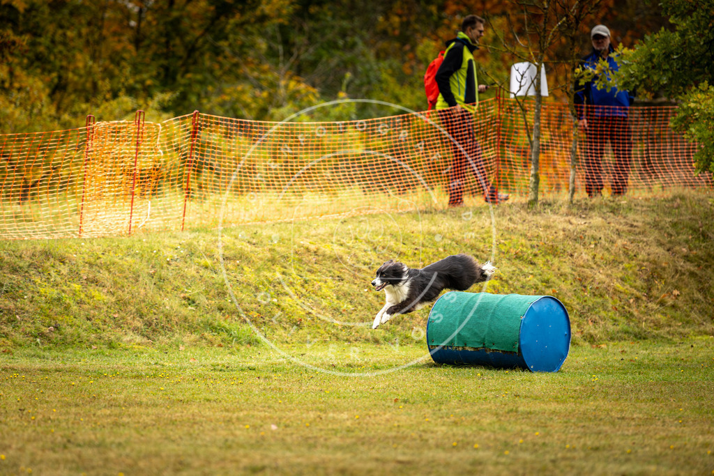 Pfotenfotografie_DV3A2488 | Hundefotografie, Tierfotograf, Pfotenfotografie, Fotoshooting Hund, Hunde Portrait, Hundesport, Hundeportraits, Heideshooting, Hunde, Sportfotograf, Hundefotograf, Turnierhundsport, THS,  - Realisiert mit Pictrs.com