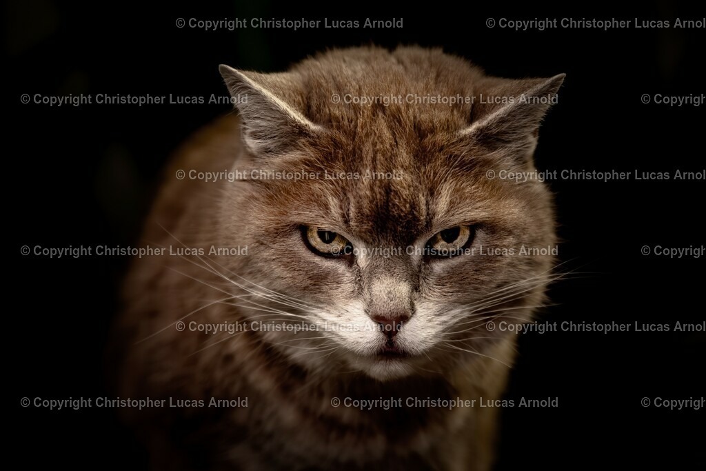 01 | bildkomponist - Realisiert mit Pictrs.com