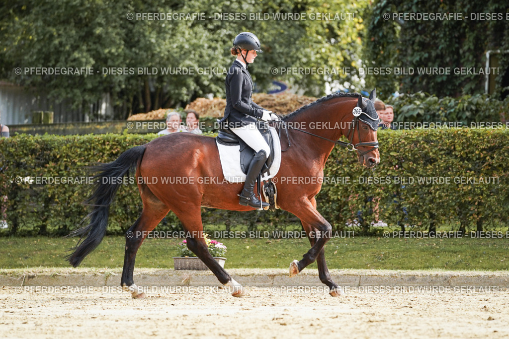 DSC04356 | Pferdegrafie