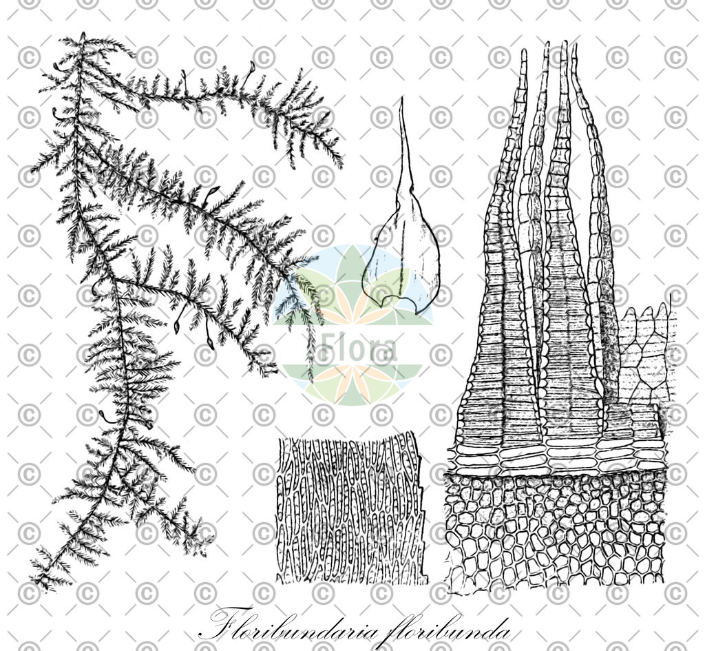 HistAbb_wfo-0000425179_2_ENZY_Simple | Historische Abbildung von Floribundaria floribunda - Meteoriaceae | Historical Illustration of Floribundaria floribunda - Meteoriaceae
