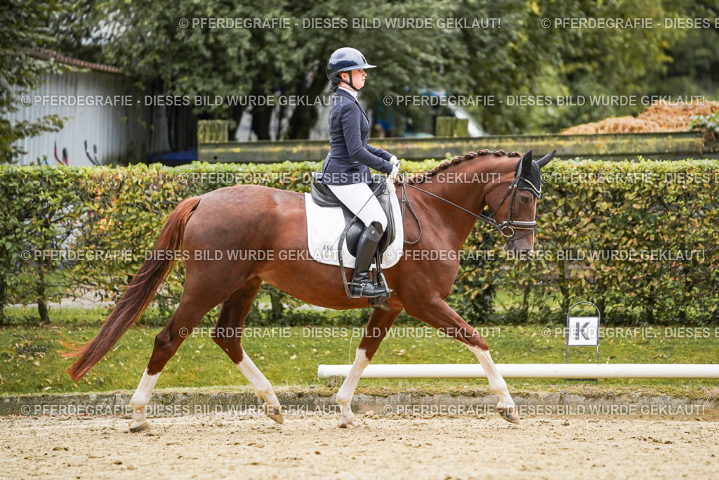 DSC06867 | Pferdegrafie