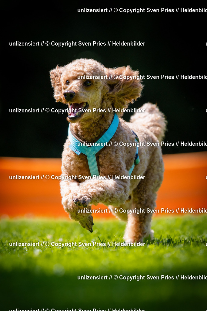 Sven Pries | 2025-08-10 - Hunderennen Durlach - Realisiert mit Pictrs.com