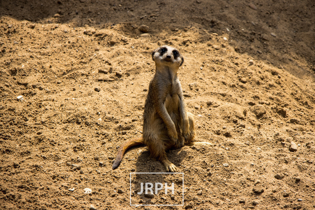 IMG_7331 | jrph - Realisiert mit Pictrs.com