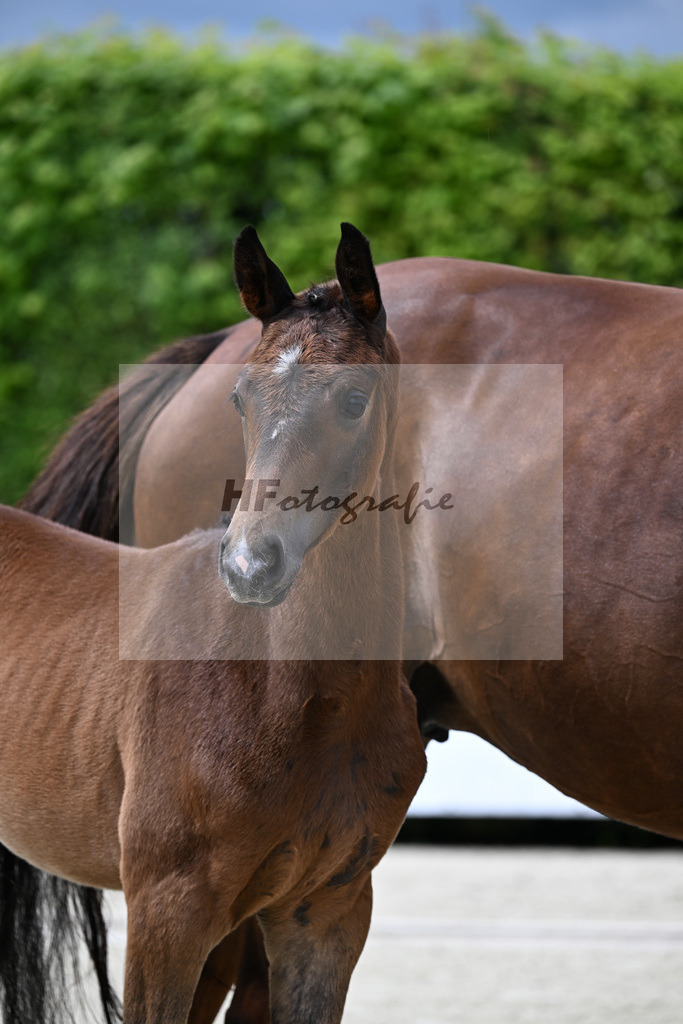 Kat-Nr. 8 Rock for Me x Sir Donnerhall_ZG Noneder_25240247 | hf-fotografie - Realisiert mit Pictrs.com