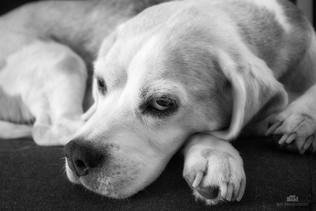 Ronja_3 | mw-kreativfoto - Realisiert mit Pictrs.com