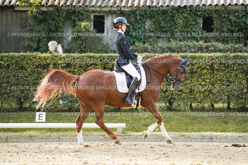DSC04611 | Pferdegrafie