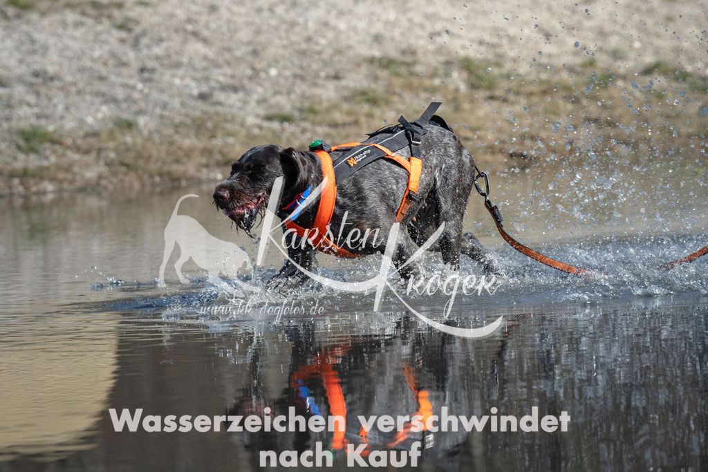 1249_ZZ92102 | kk-dogfotos