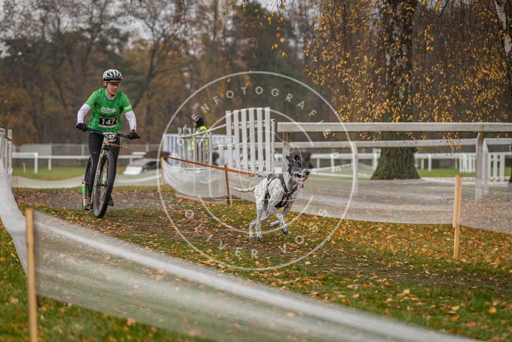 CaniXpix_DV3A7879 | Hundefotografie, Tierfotograf, Pfotenfotografie, Fotoshooting Hund, Hunde Portrait, Hundesport, Hundeportraits, Heideshooting, Hunde, Sportfotograf, Hundefotograf, Turnierhundsport, THS,  - Realisiert mit Pictrs.com