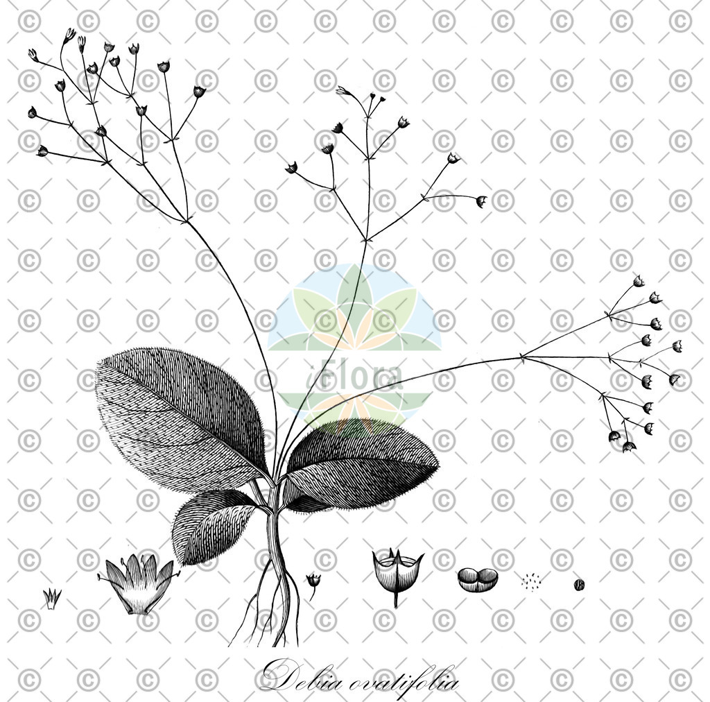 HistAbb_wfo-0000032269_1_ENZY_Simple | Historische Abbildung von Debia ovatifolia - Rubiaceae | Historical Illustration of Debia ovatifolia - Rubiaceae