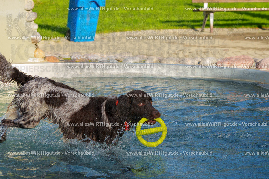 Hundeschwimmen_Grefrath_2026-allesWIRTHgut_Tierfotografie-15_41-FAY01322 | Professionelle Tierfotografie in Mönchengladbach von Daniel Wirth (allesWIRTHgut). Liebevolle & natürliche Bilder von Hunden & Katzen für unvergessliche Erinnerungen.