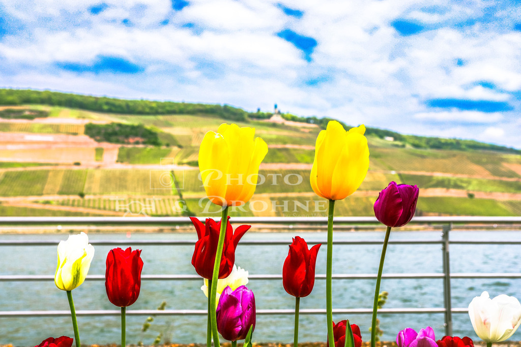 Bingen- | Der Frühling hält Einzug in Bingen am Rhein - Realisiert mit Pictrs.com