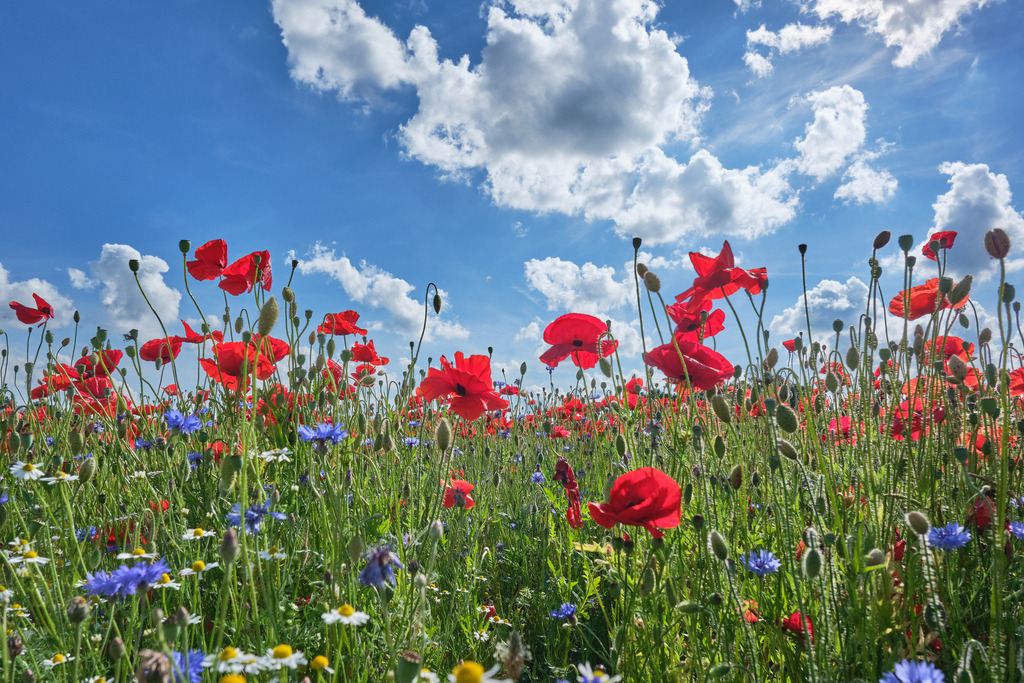 DSCF5059 | Entdecken Sie hochwertige Fotoprodukte für Ihr Zuhause, Büro oder als besonderes Geschenk.rpixel.de bietet Ihnen exklusive Fotografien aus den Bereichen Natur, Landschaft und Motiven vom Meer.Einfach direkt im Online-Shop bestellen. - Realisiert mit Pictrs.com