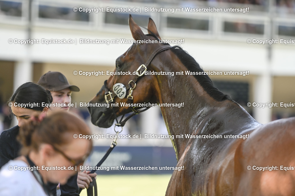 20230527_27_CCI4_Gelände_0285 | equistock