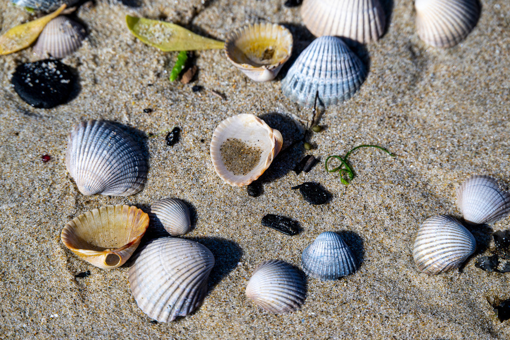 Muscheln im feinen Dünensand auf Texel: Naturdetails am Nordseestrand | Zahlreiche bunte Herzmuscheln und Muschelschalen liegen verstreut im feinen Sand am Strand der Nordseeinsel Texel. Die nah aufgenommene Detailaufnahme zeigt die natürliche Vielfalt des Meeres- und Küstenlebens im Wattgebiet der Westfriesischen Inseln. Das Motiv eignet sich ideal als Symbol- und Hintergrundbild für Themen rund um Umwelt, Ökosystem Meer, Strandurlaub, Naturkunde sowie Erholung an der niederländischen Küste. - Realisiert mit Pictrs.com