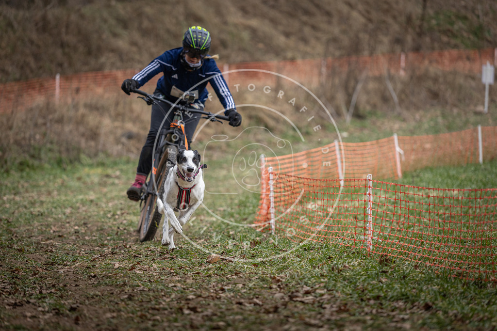 Pfotenfotografie_DV3A9818 | Hundefotografie, Tierfotograf, Pfotenfotografie, Fotoshooting Hund, Hunde Portrait, Hundesport, Hundeportraits, Heideshooting, Hunde, Sportfotograf, Hundefotograf, Turnierhundsport, THS,  - Realisiert mit Pictrs.com