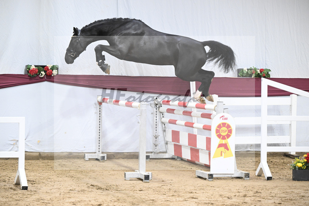 Kat-Nr. 91 Vigaro x Quidams Rubin_Matthias Schlamminger_47253022 | hf-fotografie - Realisiert mit Pictrs.com