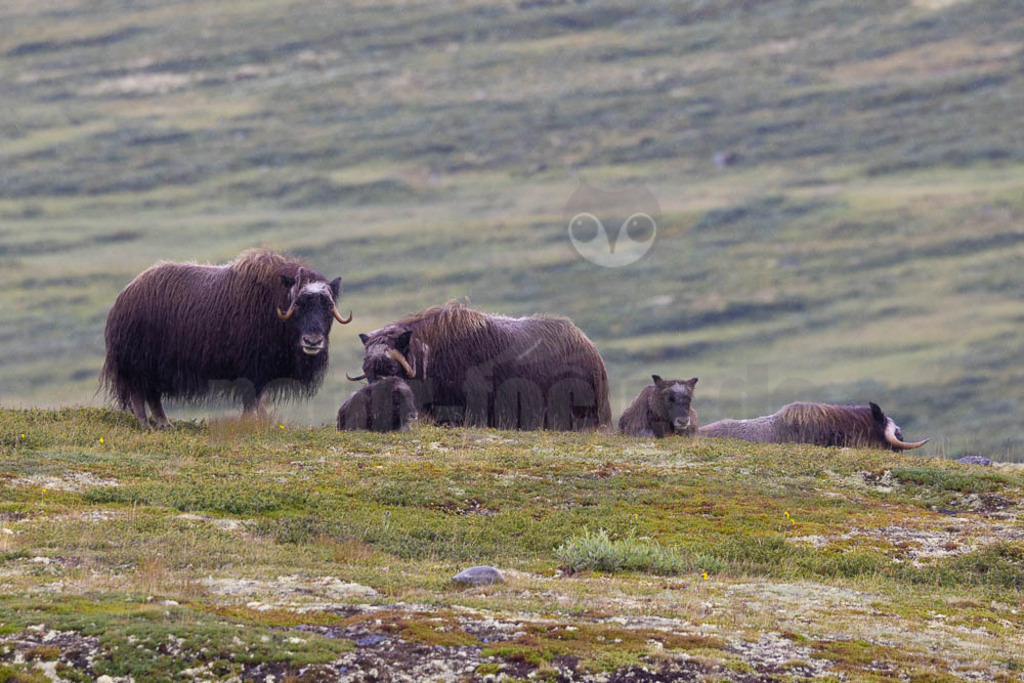 R5NF1287-20230727 | Der Moschusochse (Ovibos moschatus), auch als Bisamochse oder Schafsochse bezeichnet, ist ein Paarhufer aus der Unterfamilie der Antilopinae; innerhalb derer gehört er in die Verwandtschaftsgruppe der Ziegenartigen. - Realisiert mit Pictrs.com
