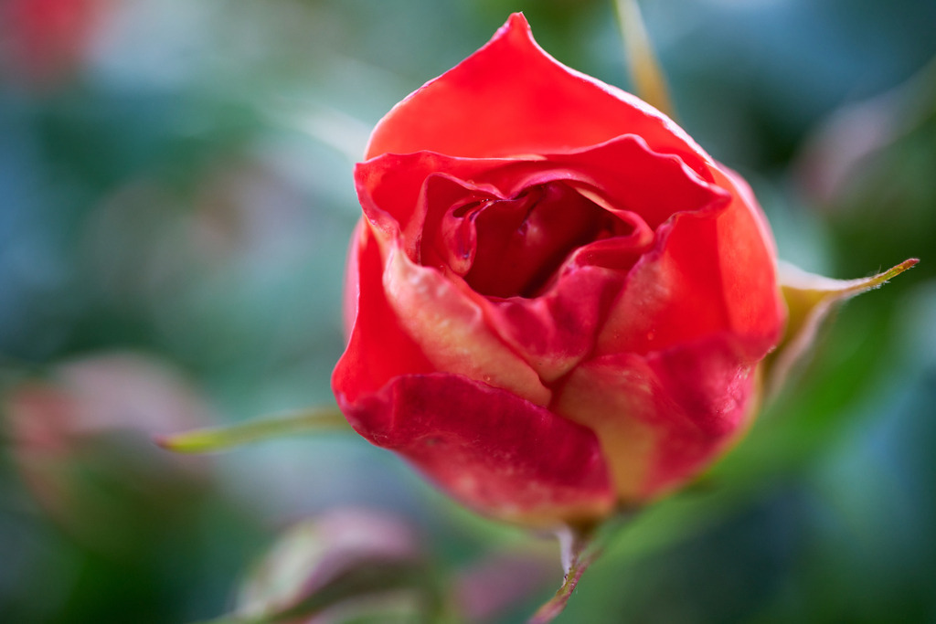 einzelne rote Rose am Rosenstrauch | Austria - June 09, 2023: einzelne rote Rose am Rosenstrauch. - Realisiert mit Pictrs.com