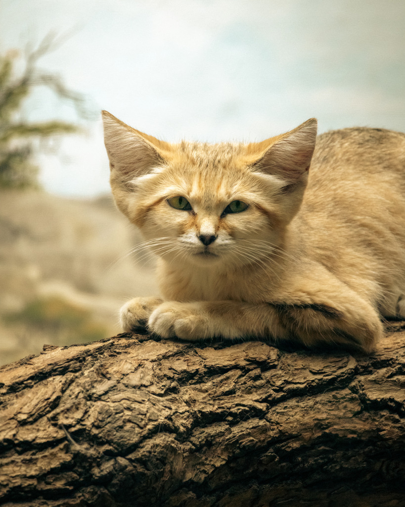Die Sandkatze | Ich bin ein Fotograf aus Berlin und fotografiere aus Spaß an der Freude :) Meinen Motiven setze ich keine thematischen Grenzen. Somit bin ich beispielsweise in der Tierfotografie, Landschaftsfotografie, Sportfotografie sowie Streetphotography anzutreffen.