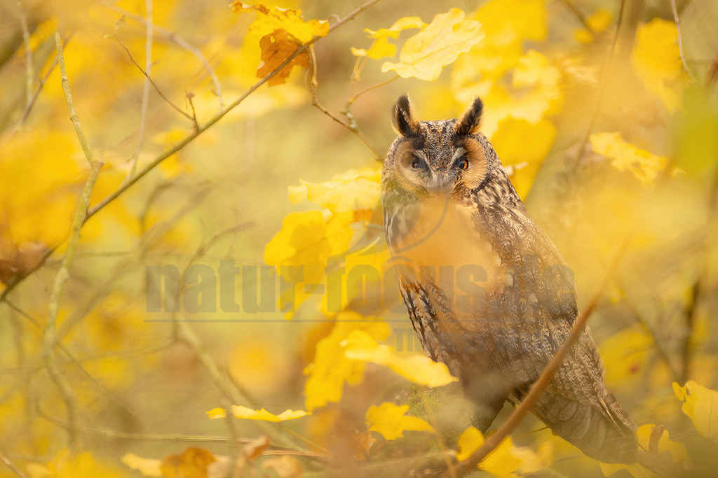 R5NF8847_20241116 | Die Waldohreule ist kleiner, schlanker und hat längere Flügel als der dickköpfige Waldkauz. Sie besitzt außerdem Federohren, der Waldkauz hingegen nicht.
Die Waldohreule hat orange- bis feurig-gelbe, der Waldkauz schwarze Augen. - Realisiert mit Pictrs.com