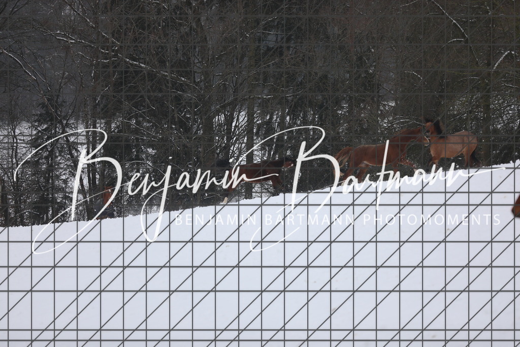 AZ2A3387 | Benjamin Bartmann Photomoments