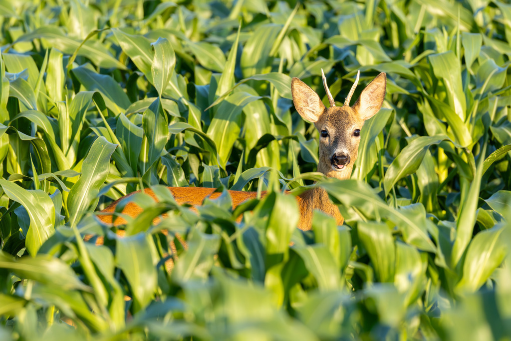 Das Reh | Das Reh (Capreolus capreolus) ist die häufigste und zugleich kleinste Hirschart in Europa und gilt als die am weitesten verbreitete Schalenwildart. Es gehört zur Familie der Hirsche (Cervidae) und bildet zusammen mit Elch und Rentier die Gruppe der Trughirsche. Man unterscheidet das Europäische Reh, das Sibirische Reh und das Mandschurische Reh. Die Tiere sind von graziler, schlanker Statur. Ein ausgewachsenes Reh erreicht eine Schulterhöhe von etwa 60 bis 80 Zentimetern und ein Gewicht zwischen 15 und 30 Kilogramm. Das Männchen wird als Rehbock, das Weibchen als Ricke oder Geiß bezeichnet. Die Jungen sind die Kitze. - Realisiert mit Pictrs.com