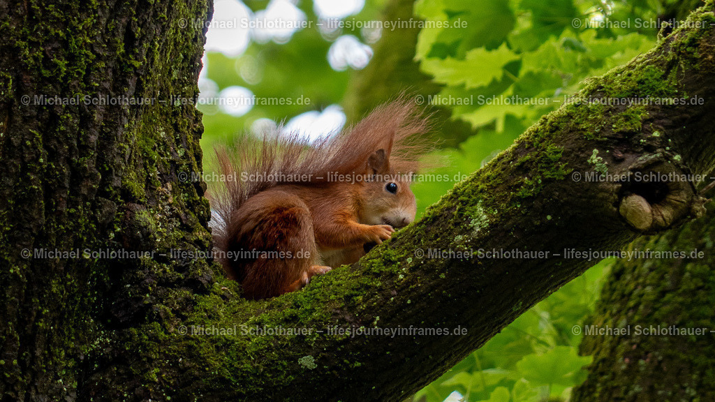Eichhörnchen | Wildlife- und Landschaftsfotografie als Wandbild, Poster & mehr. Einzigartige Naturmomente aus Neuseeland, Norwegen & weltweit – fotografiert von Michael Schlothauer. - Realisiert mit Pictrs.com