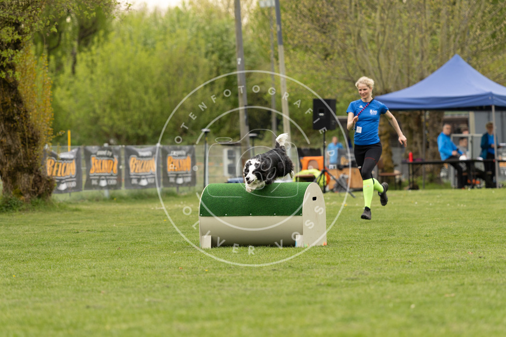 Pfotenfotografie_DV3A8810 | Hundefotografie, Tierfotograf, Pfotenfotografie, Fotoshooting Hund, Hunde Portrait, Hundesport, Hundeportraits, Heideshooting, Hunde, Sportfotograf, Hundefotograf, Turnierhundsport, THS,  - Realisiert mit Pictrs.com